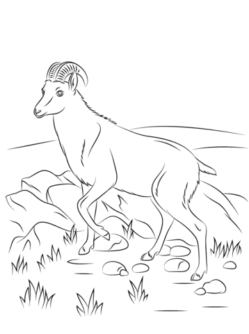 Nilgiri Tahr Wild Goat Coloring Page